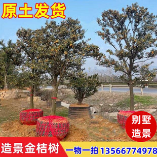 金桔树带果庭院地栽橘子大树 精品别墅造景树嫁接桔子树苗带原土