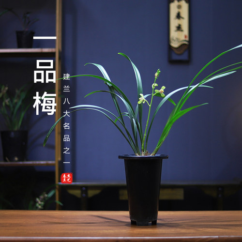 夏季带花苞兰花苗老种建兰四季兰一品梅浓香室内阳台花卉好养绿植