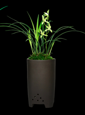 建兰兰花四季国色天香浓香花卉盆景盆栽土绿植带草植物花苞名贵苗