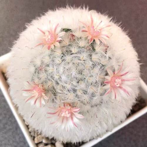 开花白云高砂白星高莎仙人球稀有品种多肉植物室内软毛芳香丸盆栽