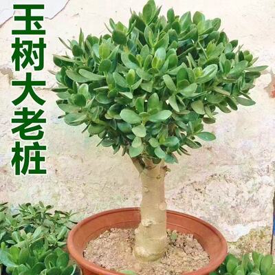 玉树盆栽老桩盆景大型独杆含盆室内办公桌面绿植盆栽花卉多肉植物