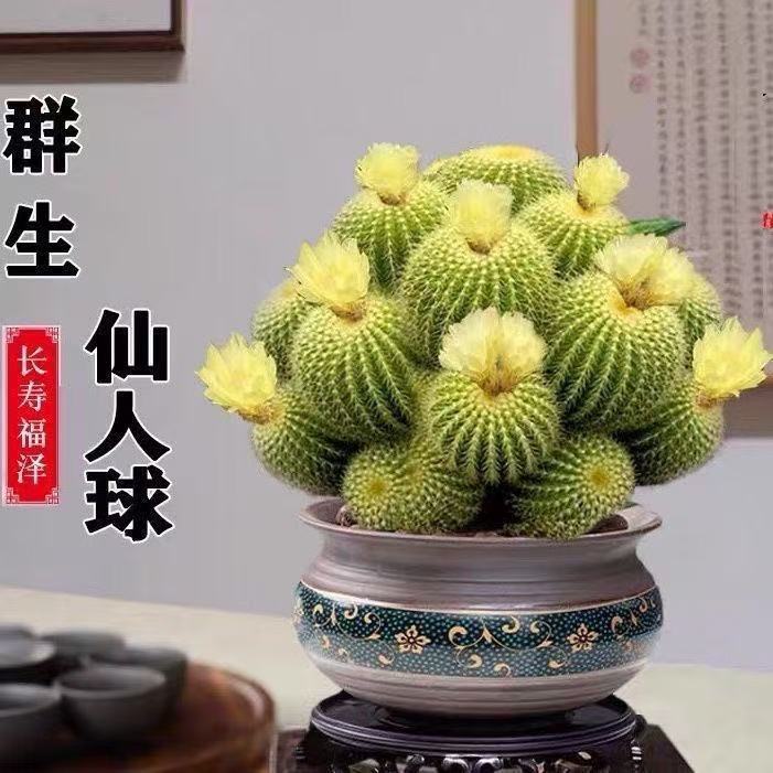 金冠多头大号群生仙人球会开花仙人掌多肉植物室内办公室盆栽花卉
