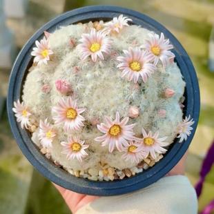 白星仙人球群生开花实生新品稀有品种植物室内防辐射办公桌面盆栽