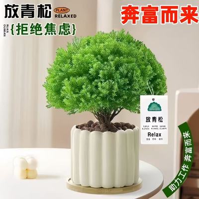雾松盆栽小清新室内客厅放青松绿植办公室盆栽放轻松植物懒人好养