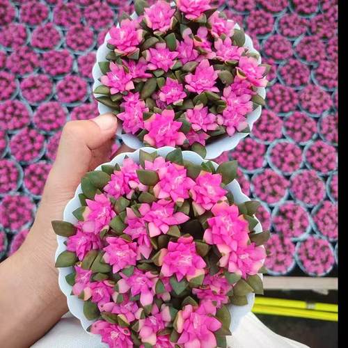 吹雪之松锦绿植花卉招财多肉植物办公室内阳台桌面盆栽