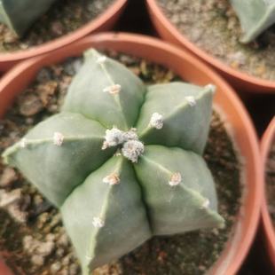 实生鸾凤玉仙人球新款防辐射室内盆栽好养活开黄花银沙琉璃实生根