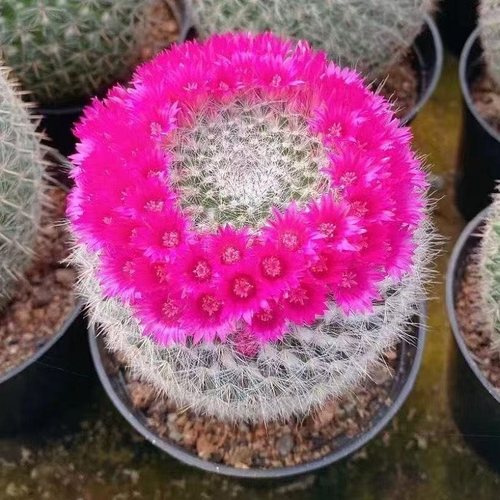 大玉翁仙人球带花苞开花室内盆栽桌面