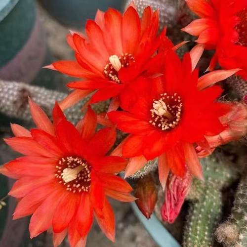 室内仙人指盆栽 白檀毛毛虫 多肉植物 会开花的仙人掌 防辐射桌面