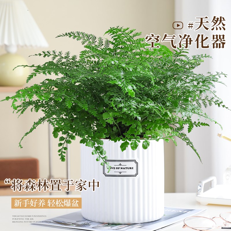 大盆吉姆蕨盆栽蕨类绿植物室内办公桌四季耐旱耐阴好养活净化空气