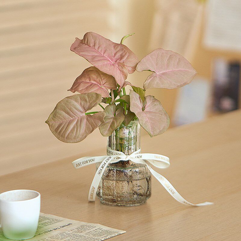 红粉佳人盆栽绿植可爱小植物室内办公室桌面盆栽