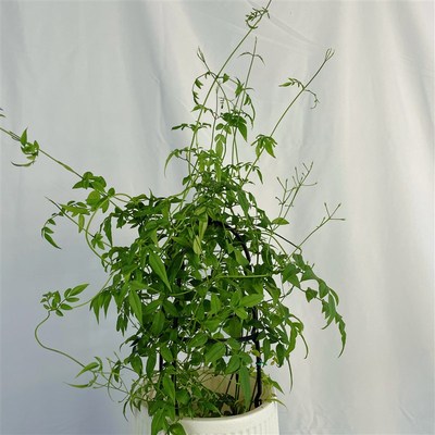 素馨花盆栽多花花卉室内阳台庭院四季易活懒人花爬藤藤蔓绿植花卉