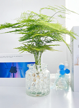 水培文竹植物盆栽室内四季好养易活绿植办公室桌摆适合懒人养的花