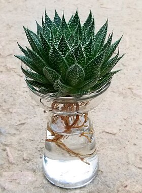 雪花芦荟水培植物盆栽室内绿植花卉好养四季多肉植物净化空气花