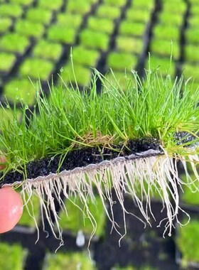 迷你牛毛片装8*8cm 鱼缸草缸造景懒人水培增氧阴性淡水前中景水草