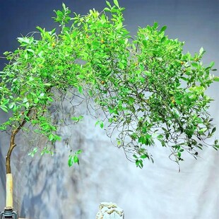 正宗海岛栀子花春花专业盆景素材老桩茶室内客厅造景盆栽一物一拍