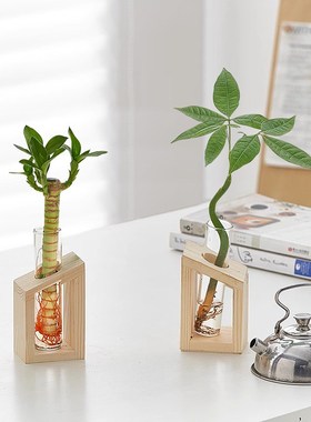 水培植物室内好养小型发财树办公室桌面绿植富贵竹水养小盆栽四季