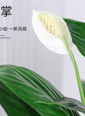 白掌水培植物盆栽室内绿植四季开花净化空气好养水养客厅一帆风顺