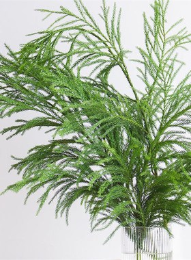 新鲜天竺少女鲜切枝圣诞树花材花环圣诞松水培植物超长待机3-5枝