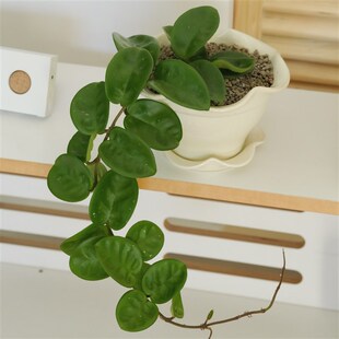 植物私生活 克林顿球兰懒人开 花玄关隔板柜子垂吊植物盆栽