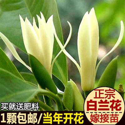 矮种白兰花苗香气袭人白玉兰小室内盆栽树苗浓香庭院大型四季黄兰