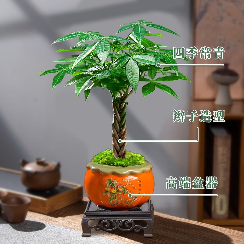 五福临门发财树盆栽创意五辫子造型盆景桌面茶几绿植趣味四季常绿