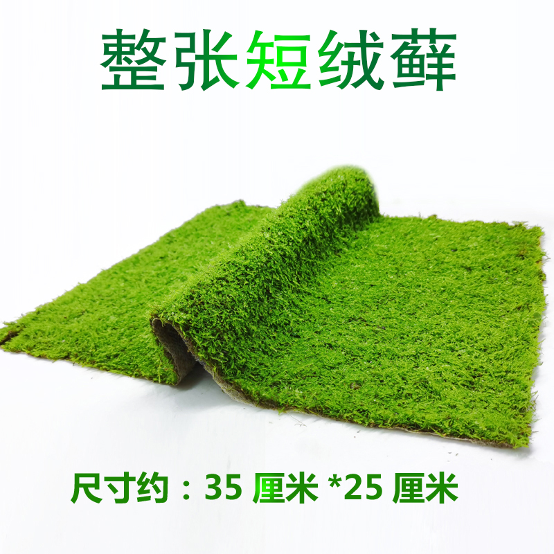 短绒苔藓微景观植物材料朵朵鲜活青苔藓水陆雨林缸造盆景蒲面草皮