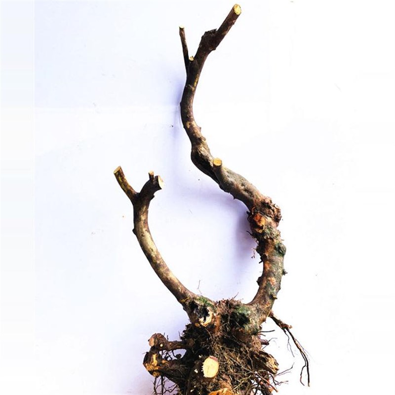 映山红树桩盆景下山杜鹃花老桩素材国旗红花色精品文人室内盆栽