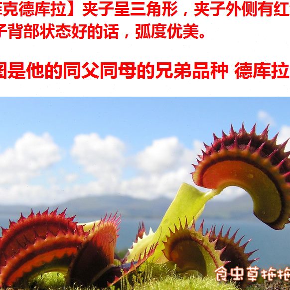 【满100】 可选赠品 需拍下！模糊 天堂 天使之翼  男爵等捕蝇草