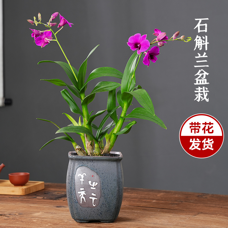香水石斛兰盆栽带花发货兰花花卉绿植茶室内办公桌中式盆景植物