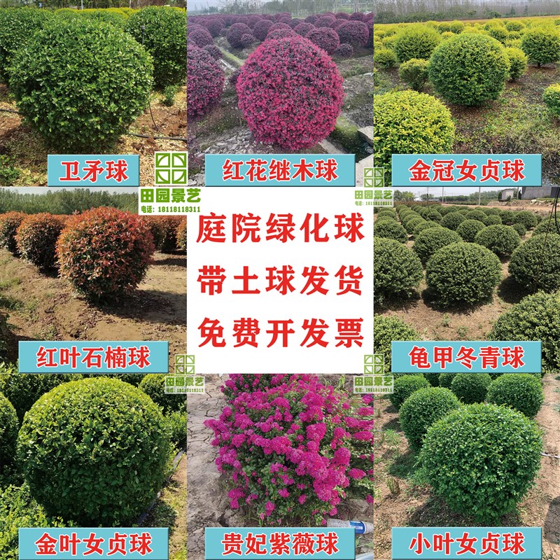 红花继木红叶石楠瓜子大叶黄杨球亮晶小金叶冠女贞家庭院绿化基地