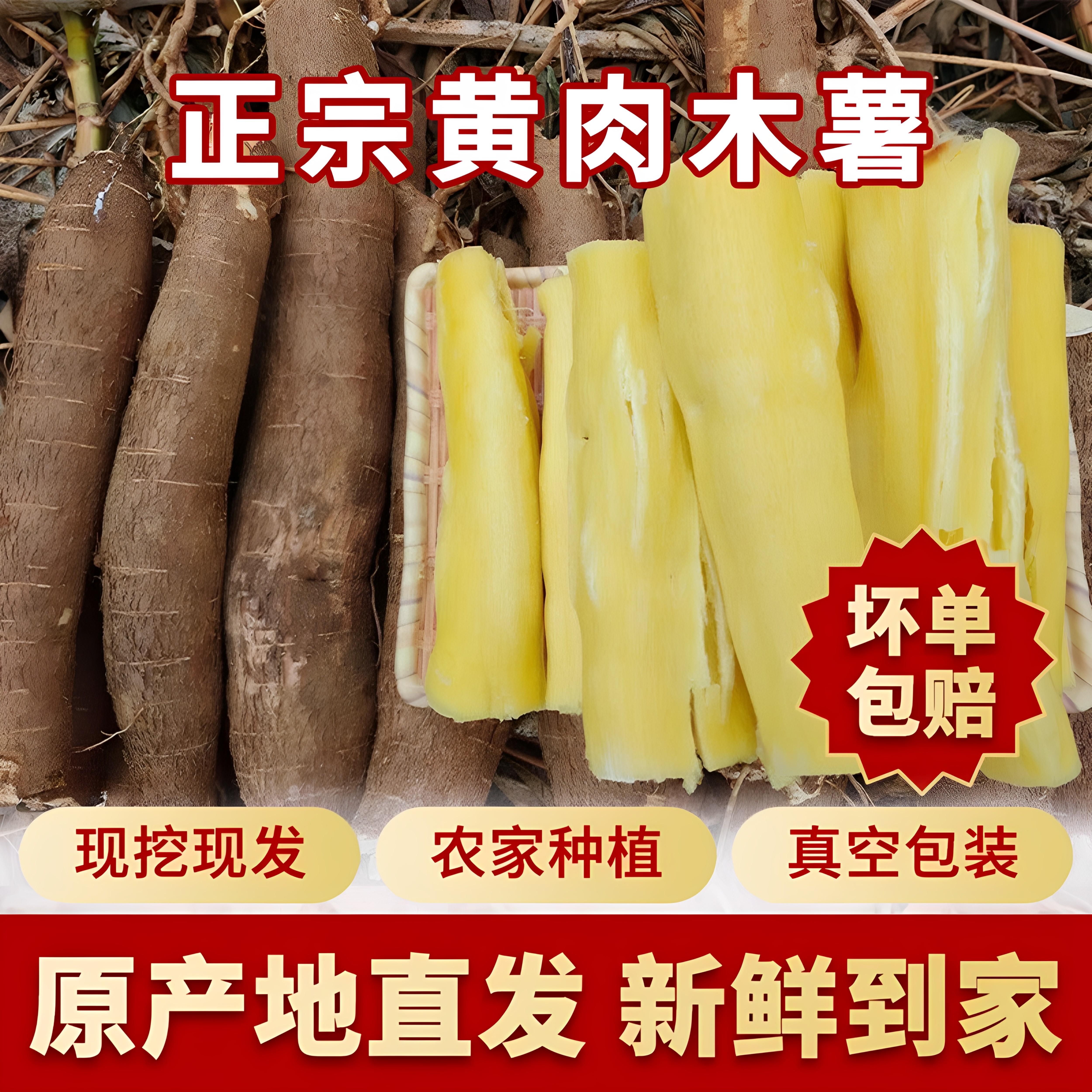 广西农家自种黄心木薯面包木薯图片
