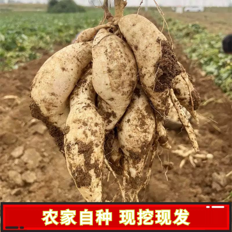 正宗人参薯新鲜现挖粉面番薯