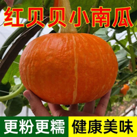 正宗金贝贝南瓜当季新鲜红皮金贝贝粉糯香甜广西小南瓜代餐辅食