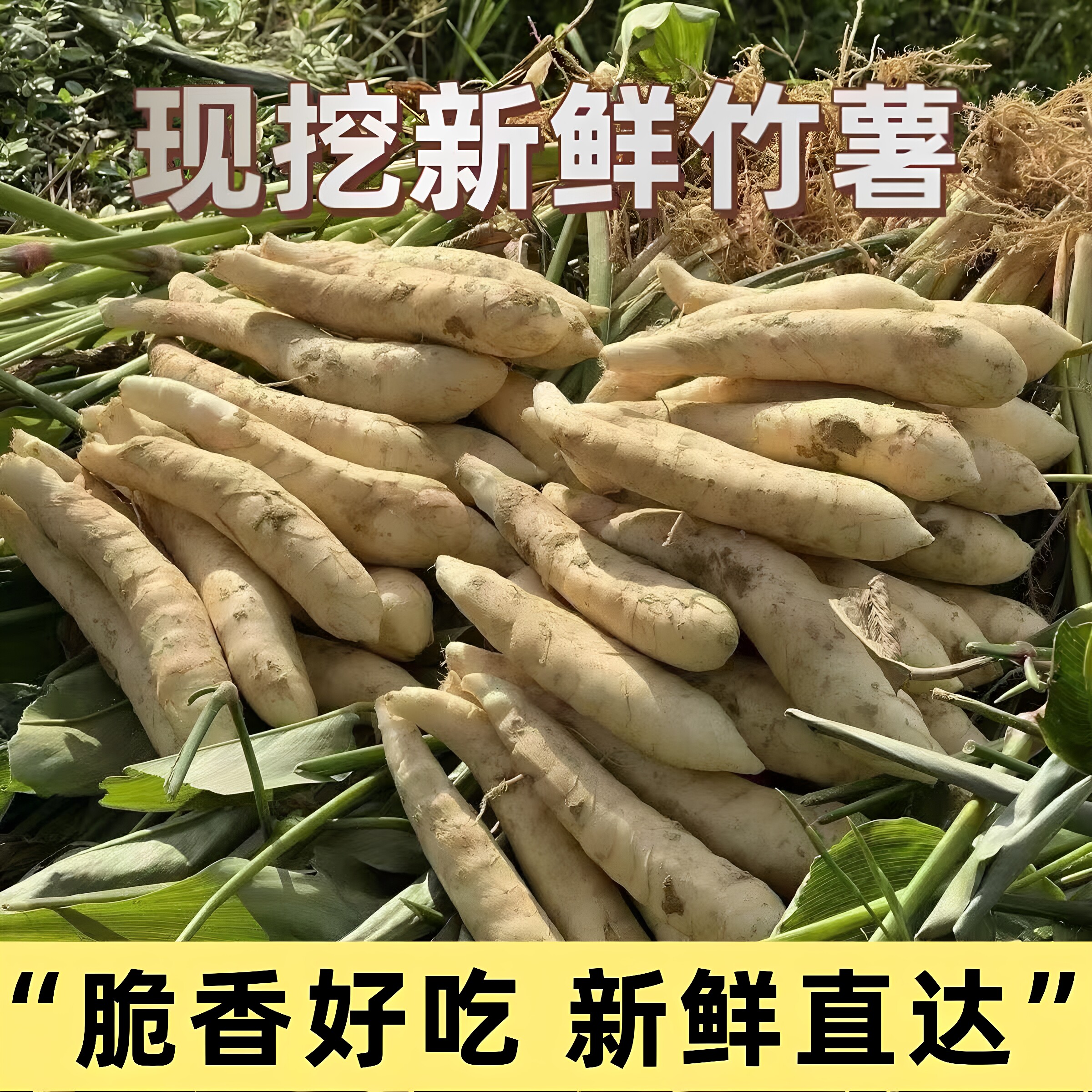 广西农家新鲜当季糯香竹薯煲汤