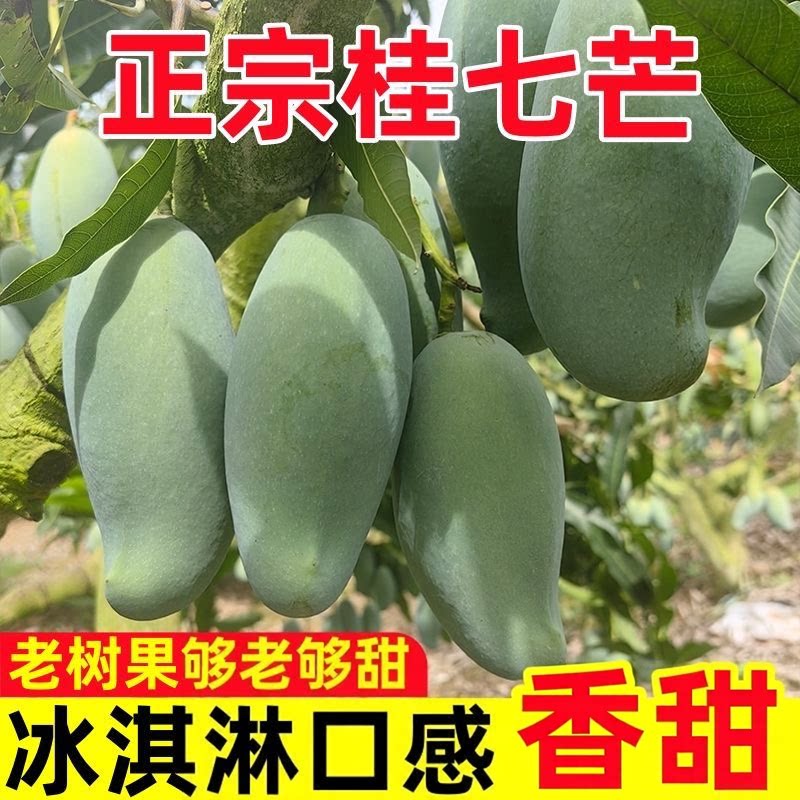 广西百色当季现摘桂七芒果9斤装