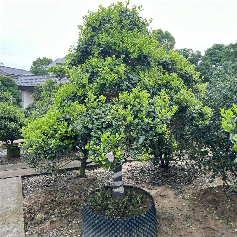 苗圃供应造型无刺构骨球园林工程绿化苗木造景树乔木灌木