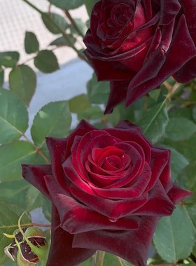 大红色玫瑰月季花苗盆栽老桩卡罗拉阳台庭院特大花浓香四季开花卉