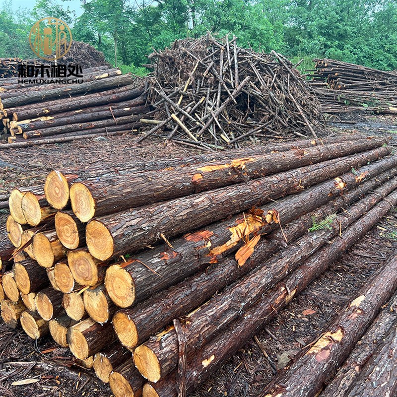 厂家供应专用檩条原木木围栏支撑杆杉园林绿化杉木打桩杆木桩