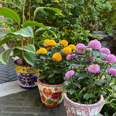 特色陶瓷马赛克鲜绿植兰菊盆