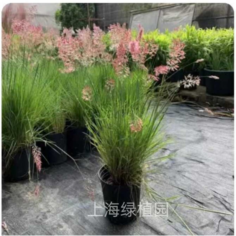 庭院观赏草紫叶狼尾草火焰狼尾草喷泉狼尾草花园造景盆栽地栽易活