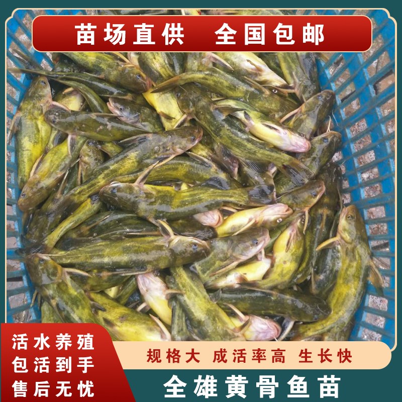 昂骨鱼苗 黄辣丁 黄丫鱼 黄刺鱼苗K 黄角丁 黄颡头 嘎鱼