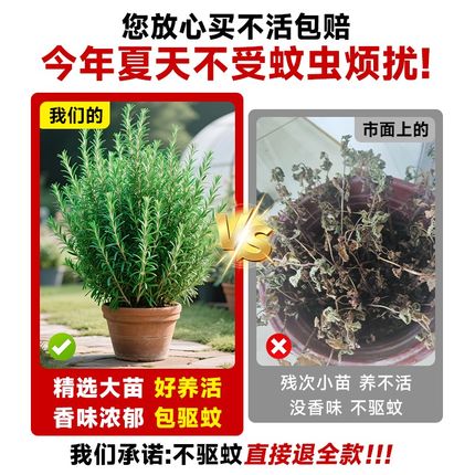 迷迭香盆栽室内驱蚊植物新鲜薄荷可食用绿植四季香草植物猫薄荷叶