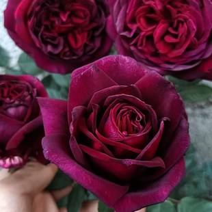 暗香月季花苗开花大黑红玫瑰花室内阳台盆栽四季好养花卉绿植树苗