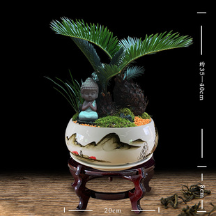 苔藓石山铁树盆栽室内植物好养易活客厅玄关大型绿植开业苏铁盆景