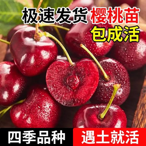 车厘子树苗樱桃树南方北方种植盆栽庭院果树苗四季樱桃树大樱桃