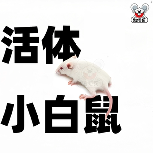 活体小白鼠清洁级喂爬宠饲料蛙类龟粮耗子跳跳小亚成体驱虫灭菌鼠