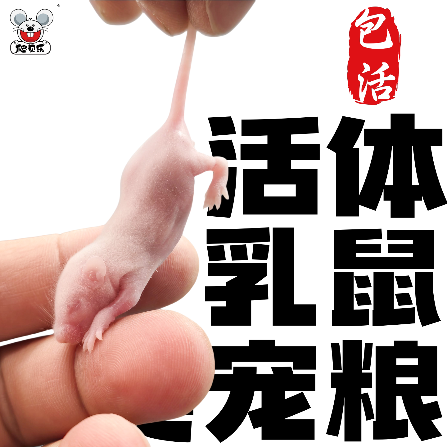 包活活体乳鼠小白鼠喂爬宠食物角蛙龟粮红粉皮白霜睁眼耗子灭菌品