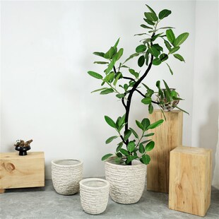 花盆轻奢高级感北欧特大号口径孟加拉榕百合竹绿植盆栽镁泥侘寂风