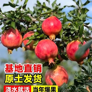 石榴树苗番石突尼斯软籽无子四季庭院盆景栽特大甜带土石榴果树苗