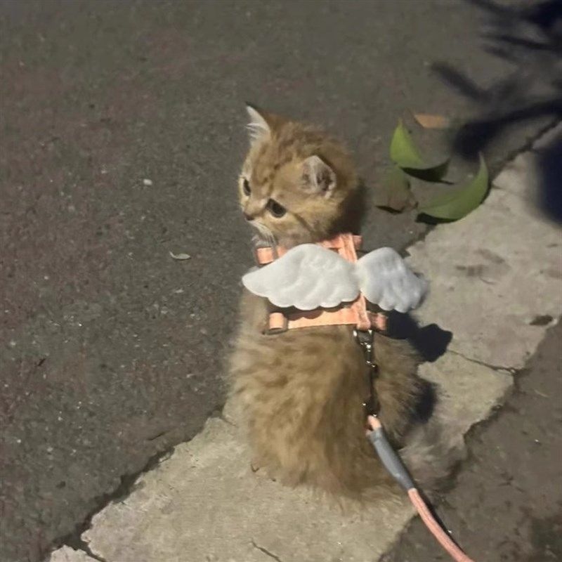 猫咪牵引绳外出专用遛猫遛狗溜兔子翅膀防挣脱可调节胸背宠物用品,宠物/宠物食品及用品,猫牵引绳,淘宝优惠券,粉丝福利购,淘宝优惠卷